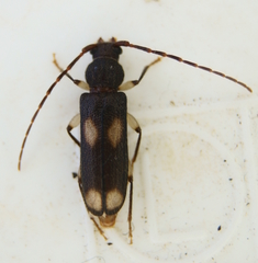 Tylonotus bimaculatus