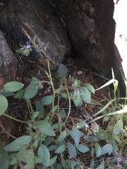 Phacelia austromontana