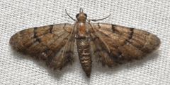 Eupithecia peckorum