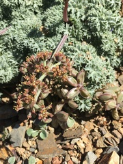 Lomatium shevockii