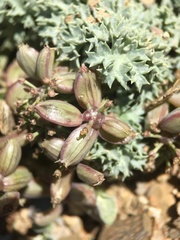 Lomatium shevockii