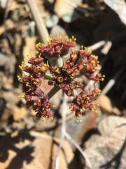 Lomatium shevockii
