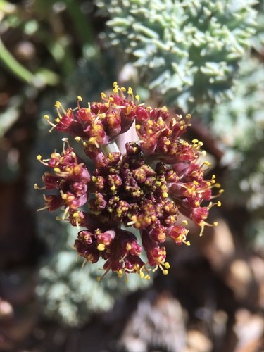 Image of Lomatium shevockii by (c) Matt Berger, some rights reserved (CC BY)