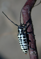 Plectrodera scalator