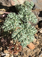 Lomatium shevockii