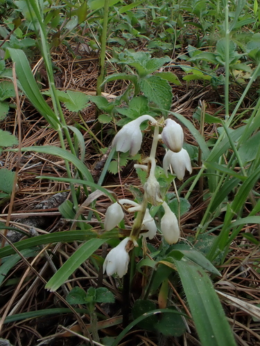 Ophiopogon intermedius, photograph 2
