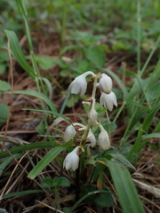 Ophiopogon intermedius