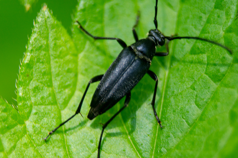 Mournful Long-horned Beetle