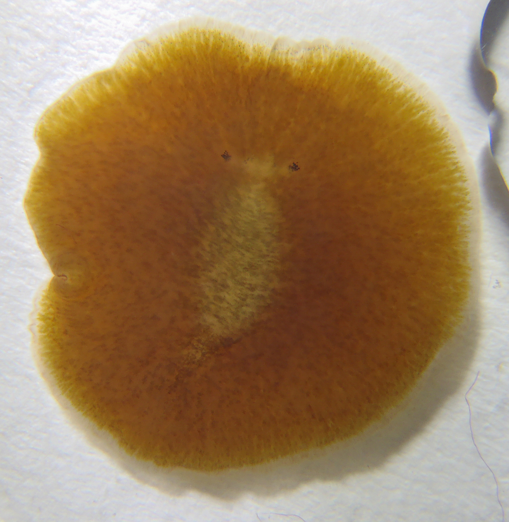 Coronadena