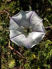 Datura ceratocaula