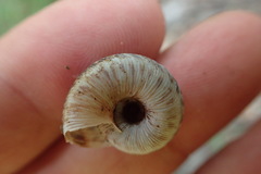 Anguispira strongylodes