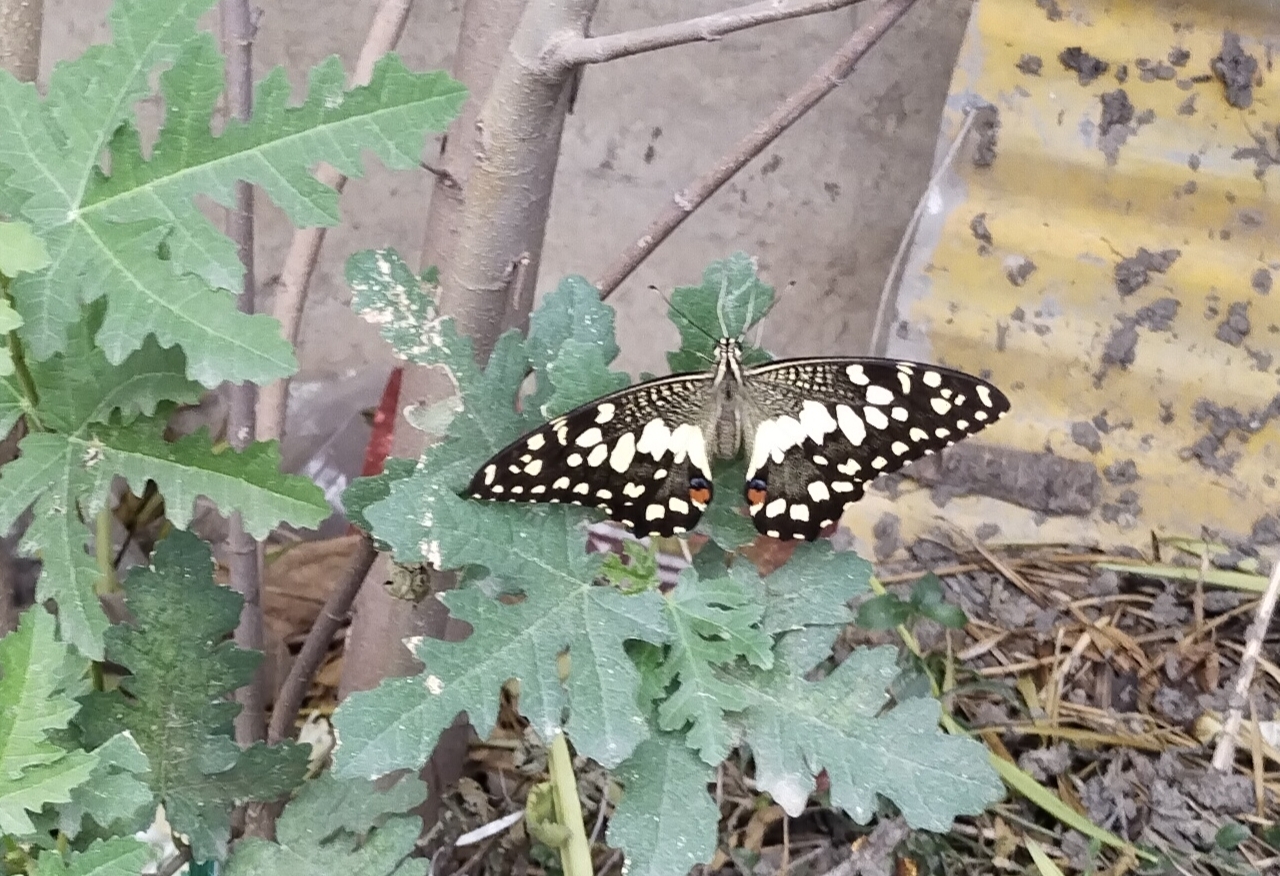 Lime Swallowtail