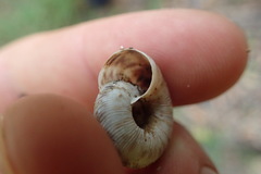 Anguispira strongylodes