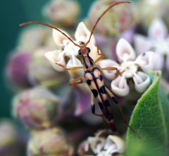 Strangalia luteicornis