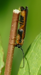 Oberea ocellata