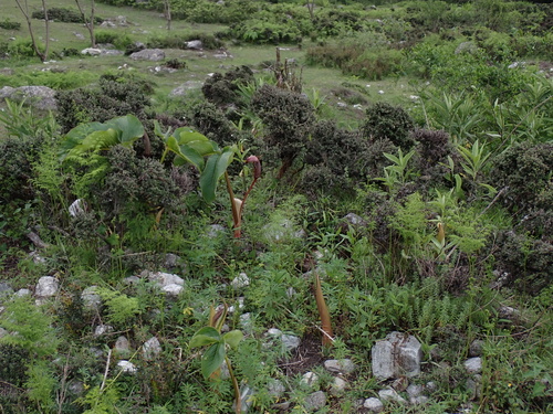 Arisaema costatum, photograph 6