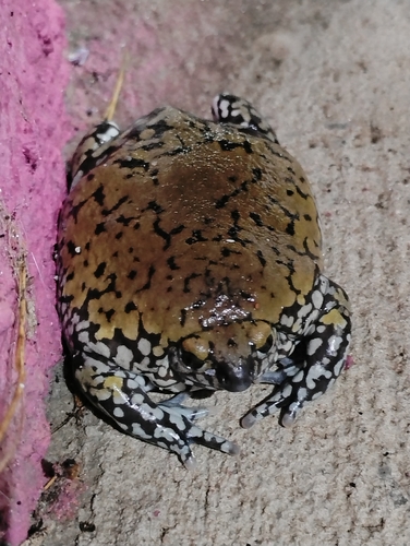 Muller's Termite Frog