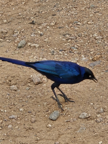 Rüppell's Starling