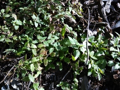 Veronica peduncularis