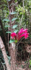 Aeschynanthus pulcher