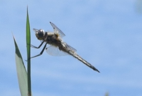 Four-Spotted Chaser