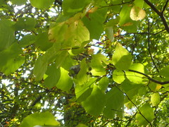 Styrax grandifolius