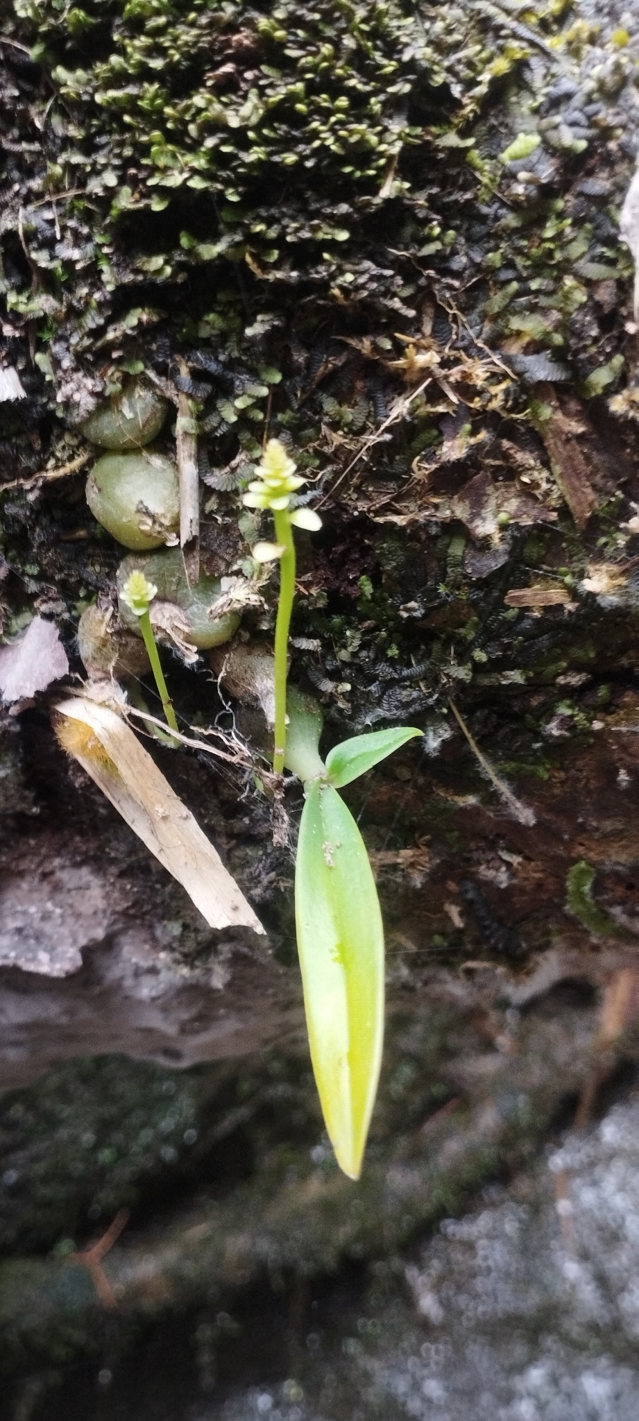 Thelasis pygmaea (Thelasis pygmaea)