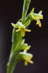 Peristylus