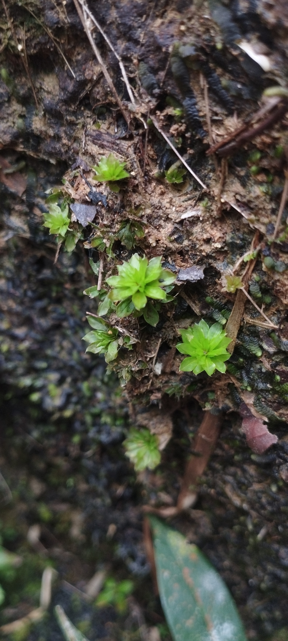 Rhodobryum giganteum (Rhodobryum giganteum)