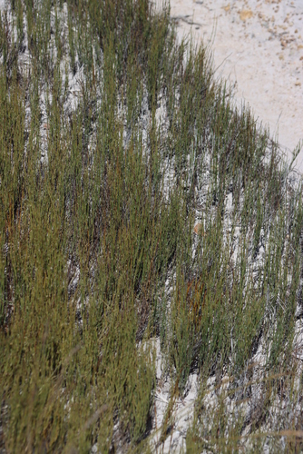 Elegia microcarpa, photograph 1