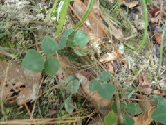 Desmodium lineatum