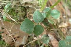 Desmodium lineatum