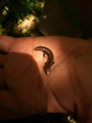 Gymnophthalmus underwoodi