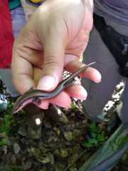 Notomabuya frenata