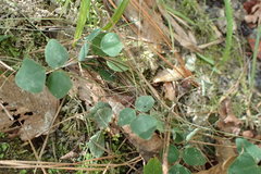 Desmodium lineatum