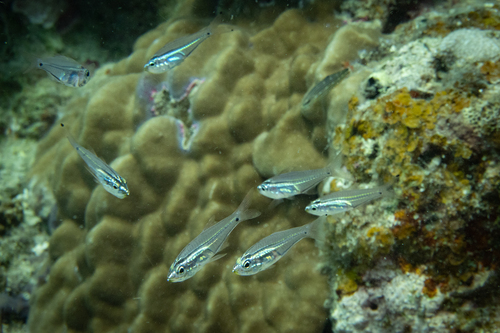 Rhabdamia gracilis observed 2025-05-24