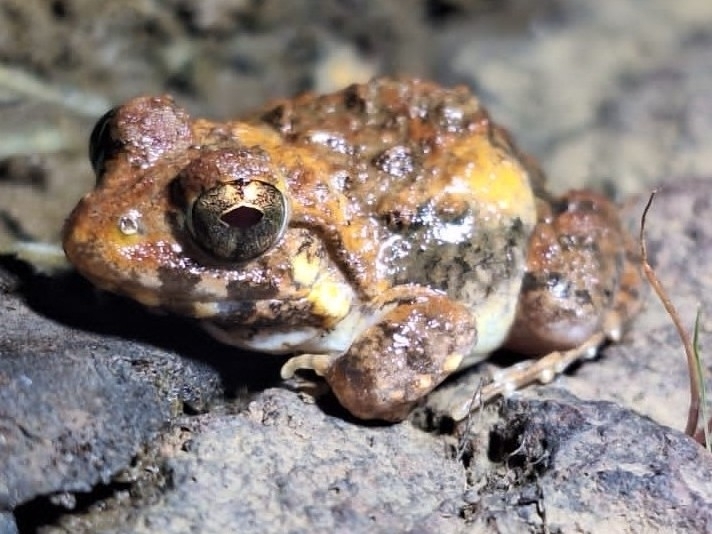 Cepf Cricket Frog