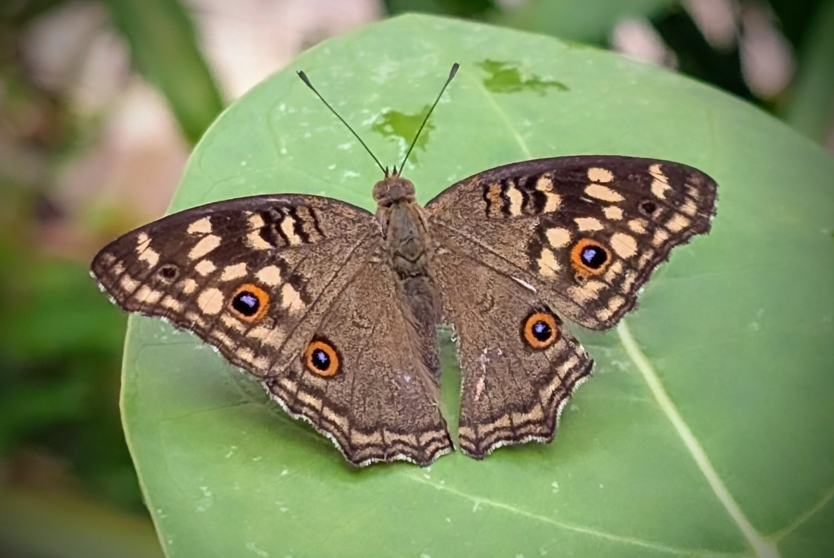 Lemon Pansy