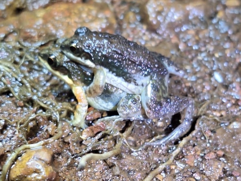 Gomantak White Lipped Cricket Frog