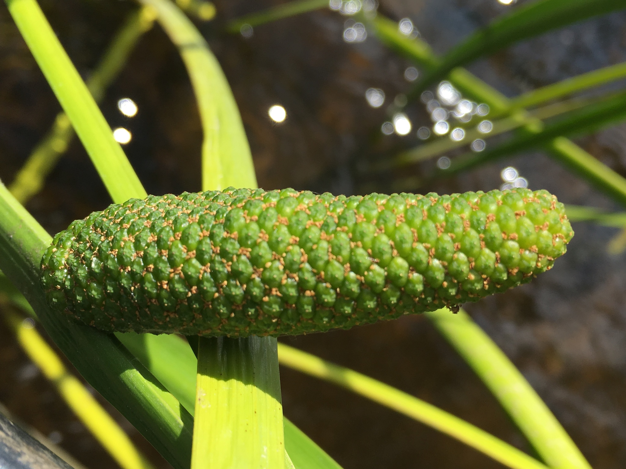 Acorus americanus