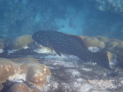 Coral Trout (juv.)