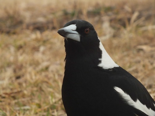 Australian Magpie, photo 9 of 10