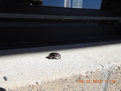 Sphenophorus aequalis