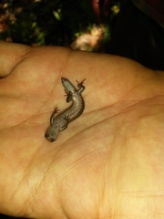 Gymnophthalmus underwoodi