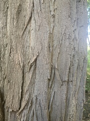 Robinia pseudoacacia