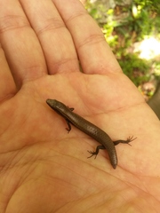 Gymnophthalmus underwoodi