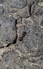 Dorymyrmex smithi