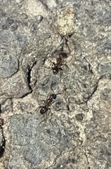 Dorymyrmex smithi