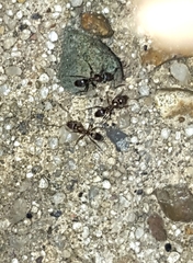 Dorymyrmex smithi