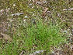 Carex laeviculmis